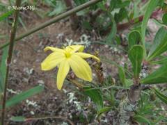 Sisyrinchium pringlei