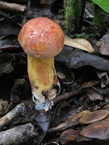 Butyriboletus image
