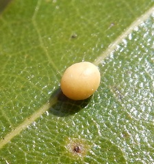 Zopheroteras hubbardi