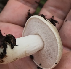 Tylopilus rhoadsiae