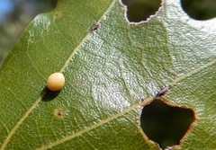 Zopheroteras hubbardi