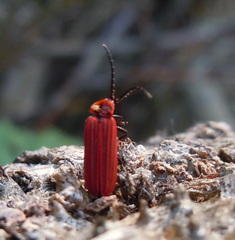 Lopheros rubens
