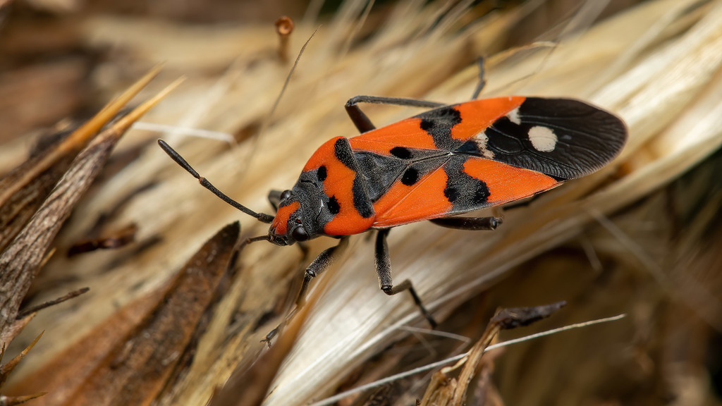 Black-and-Red Bug
