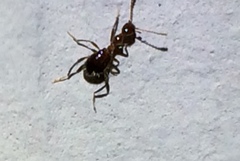 Acanthinus argentinus