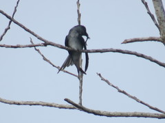 Hemiprocne longipennis