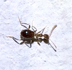 Acanthinus argentinus