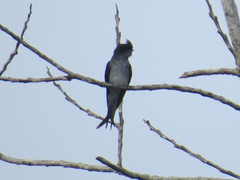 Hemiprocne longipennis