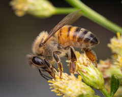 Apis mellifera