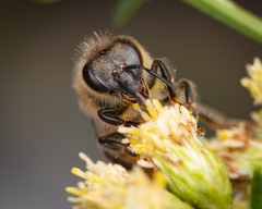 Apis mellifera