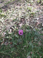 Modiolastrum gilliesii