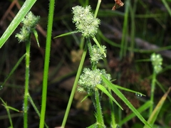 Fuirena simplex