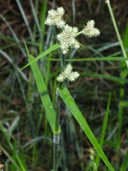 Fuirena simplex