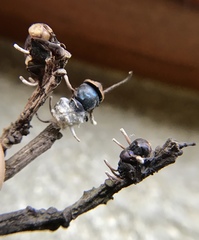Ophiocordyceps dipterigena