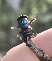 Ophiocordyceps dipterigena