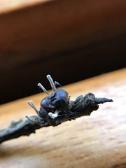 Ophiocordyceps dipterigena