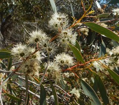Eucalyptus diversifolia