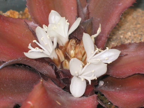 Earth Star