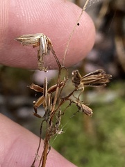 Bidens discoidea