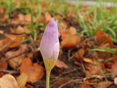 Crocus kotschyanus