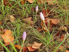 Crocus kotschyanus