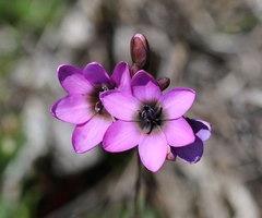 Ixia versicolor