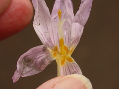 Crocus kotschyanus