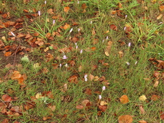 Crocus kotschyanus