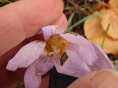 Crocus kotschyanus