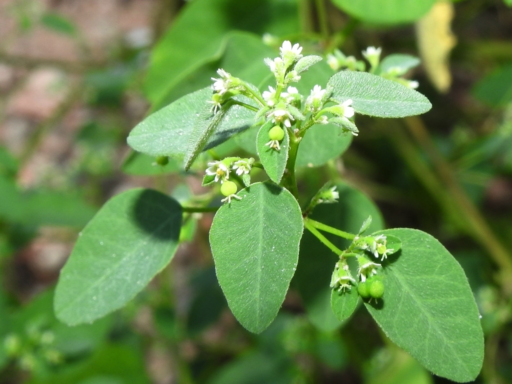 Euphorbia xbacensis