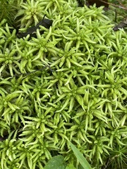 Sphagnum affine