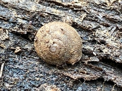 Inflectarius inflectus