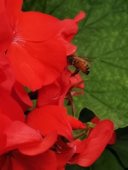 Apis mellifera