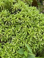 Sphagnum affine