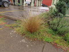 Carex buchananii