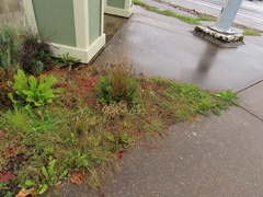 Carex buchananii