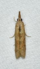 Macrorrhinia endonephele