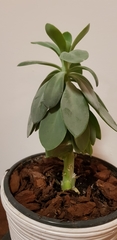 Kleinia cephalophora