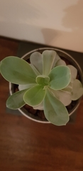 Kleinia cephalophora