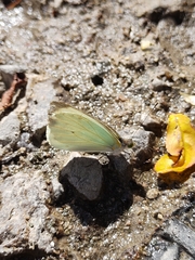 Leptophobia aripa