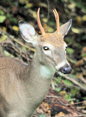 Odocoileus virginianus