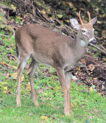 Odocoileus virginianus