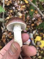 Leratiomyces squamosus