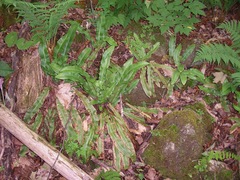 Asplenium scolopendrium americanum