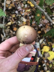 Leratiomyces squamosus