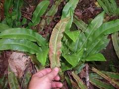 Asplenium scolopendrium americanum
