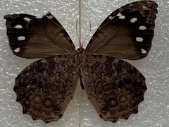 Manataria maculata image
