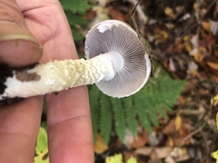 Leratiomyces squamosus