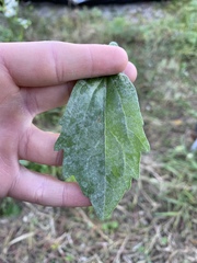 Podosphaera erigerontis-canadensis