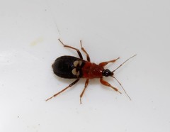 Prostemma sanguineum