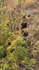 Desmanthus illinoensis